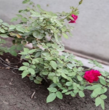 5 June 2021 World Environment Day: આ વિશ્વ પર્યાવરણ દિવસ નિમિત્તે વૃક્ષારોપણની યોજના કરી 100 વૃક્ષો નૂ વાવેતર કર્યું........