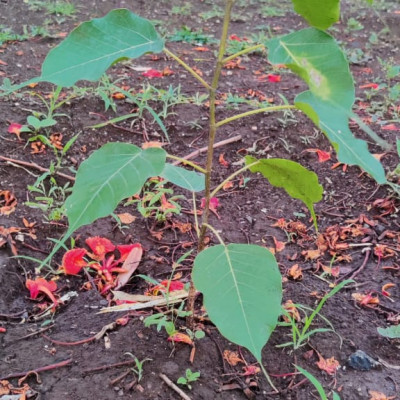 5 June 2021 World Environment Day: આ વિશ્વ પર્યાવરણ દિવસ નિમિત્તે વૃક્ષારોપણની યોજના કરી 100 વૃક્ષો નૂ વાવેતર કર્યું........