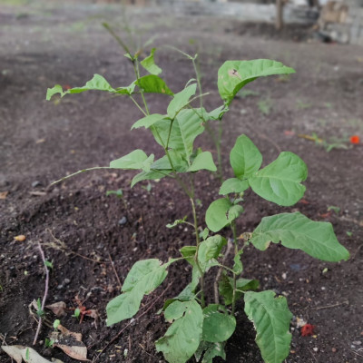 5 June 2021 World Environment Day: આ વિશ્વ પર્યાવરણ દિવસ નિમિત્તે વૃક્ષારોપણની યોજના કરી 100 વૃક્ષો નૂ વાવેતર કર્યું........