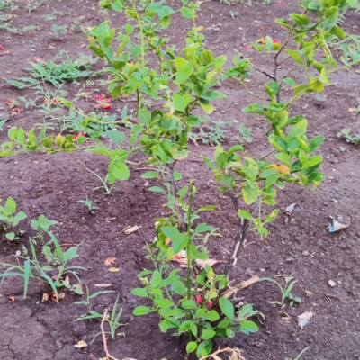 5 June 2021 World Environment Day: આ વિશ્વ પર્યાવરણ દિવસ નિમિત્તે વૃક્ષારોપણની યોજના કરી 100 વૃક્ષો નૂ વાવેતર કર્યું........