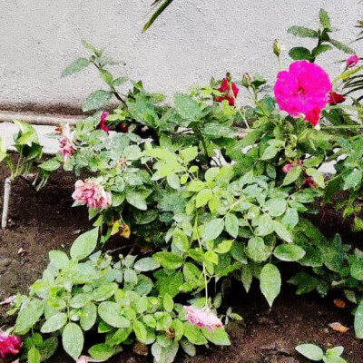 5 June 2021 World Environment Day: આ વિશ્વ પર્યાવરણ દિવસ નિમિત્તે વૃક્ષારોપણની યોજના કરી 100 વૃક્ષો નૂ વાવેતર કર્યું........