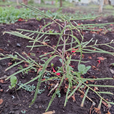 5 June 2021 World Environment Day: આ વિશ્વ પર્યાવરણ દિવસ નિમિત્તે વૃક્ષારોપણની યોજના કરી 100 વૃક્ષો નૂ વાવેતર કર્યું........