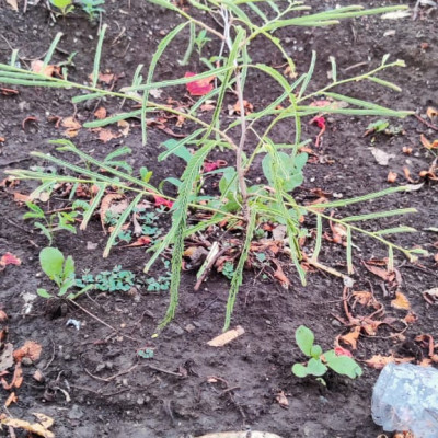 5 June 2021 World Environment Day: આ વિશ્વ પર્યાવરણ દિવસ નિમિત્તે વૃક્ષારોપણની યોજના કરી 100 વૃક્ષો નૂ વાવેતર કર્યું........